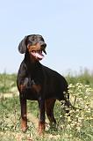 DOBERMANN 607